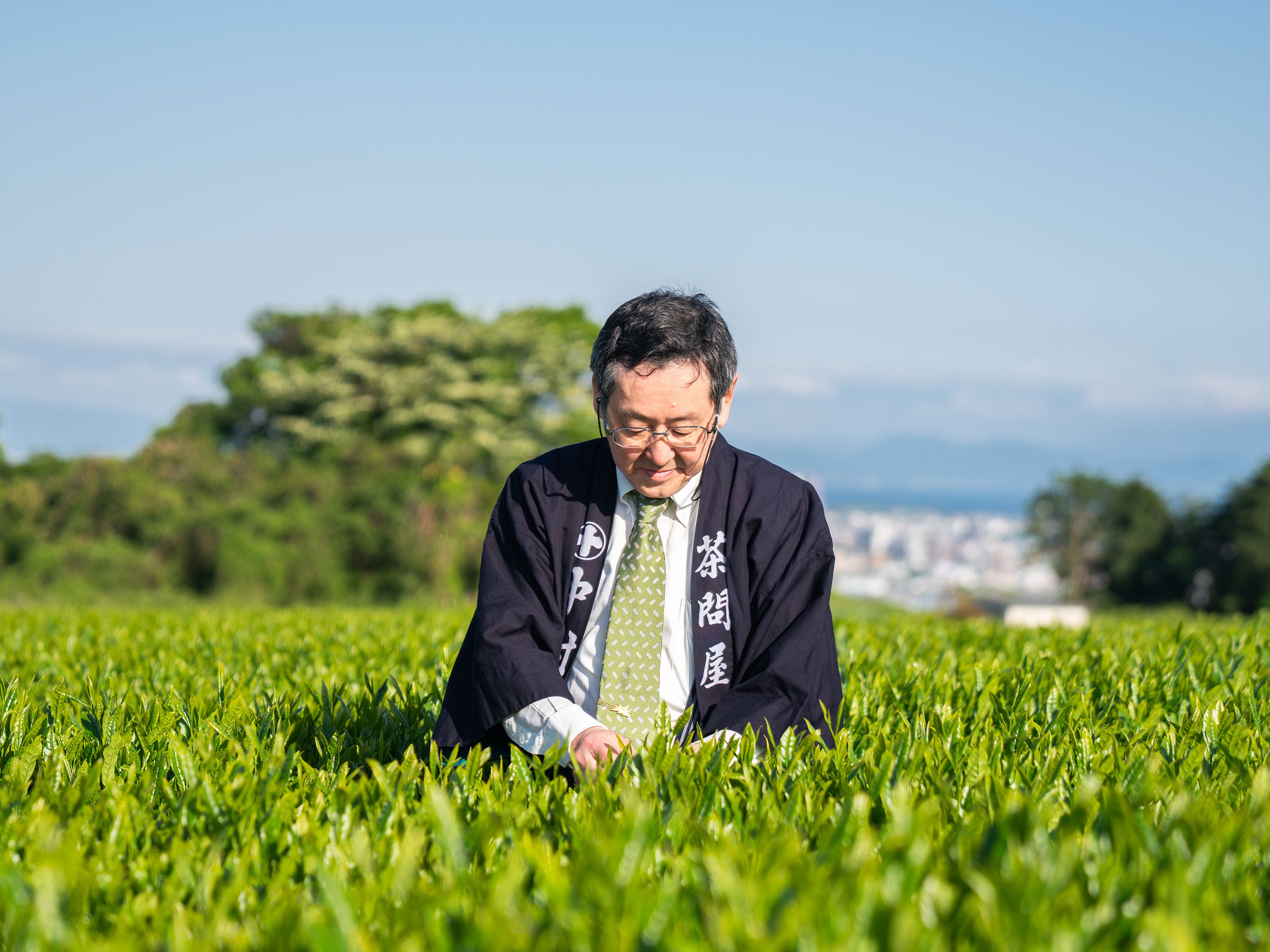 2026年走り新茶 – 中村茶舗
