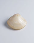 蛤香合「小野小町」