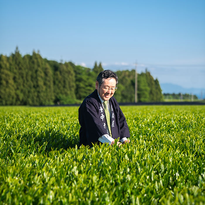 2026年 走り新茶 – 中村茶舗